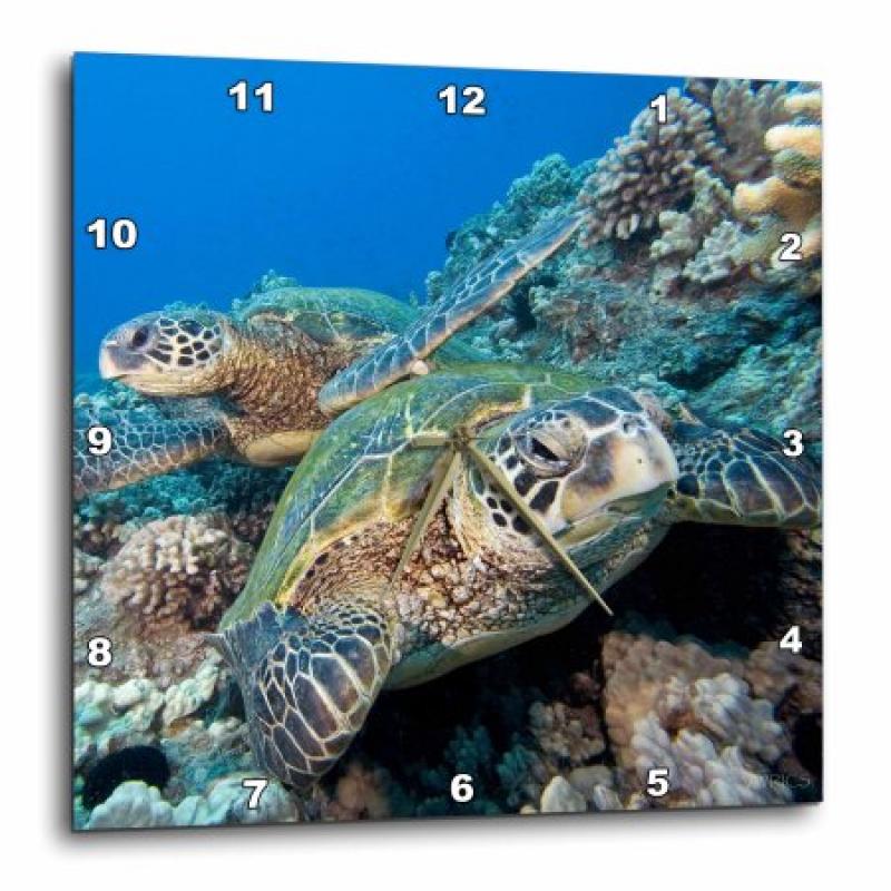 3dRose Green sea turtle, Chelonia mydas, an endangered species. Hawaii., Wall Clock, 13 by 13-inch