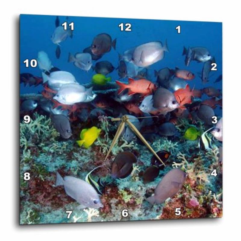 3dRose Tropical Coral Reef Fish, Wall Clock, 13 by 13-inch