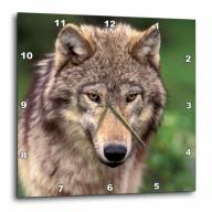 3dRose North America, USA, Montana. Wolf wildlife - US27 TVE0006 - Tom Vezo, Wall Clock, 13 by 13-inch