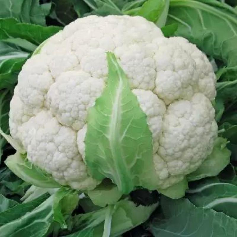 Cauliflower (Larg )