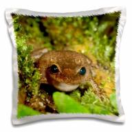 3dRose Common coqui frog, El Yunque NF, Puerto Rico-CA27 MPR0000 - Maresa Pryor, Pillow Case, 16 by 16-inch
