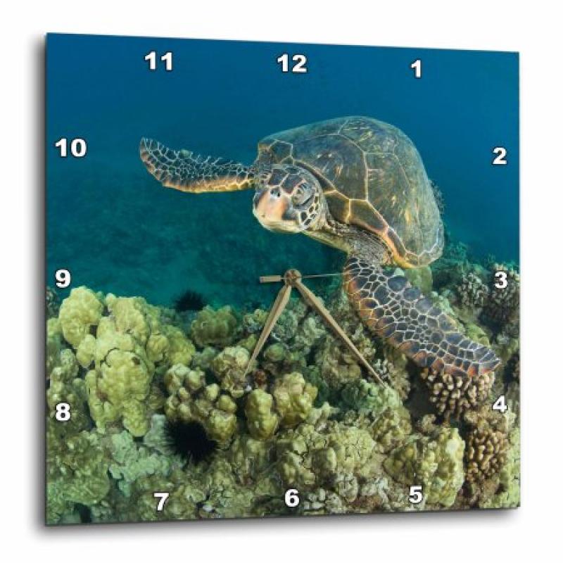 3dRose Green Sea Turtle, Makena SP, Maui, Hawaii - US12 SWS0152 - Stuart Westmorland, Wall Clock, 13 by 13-inch