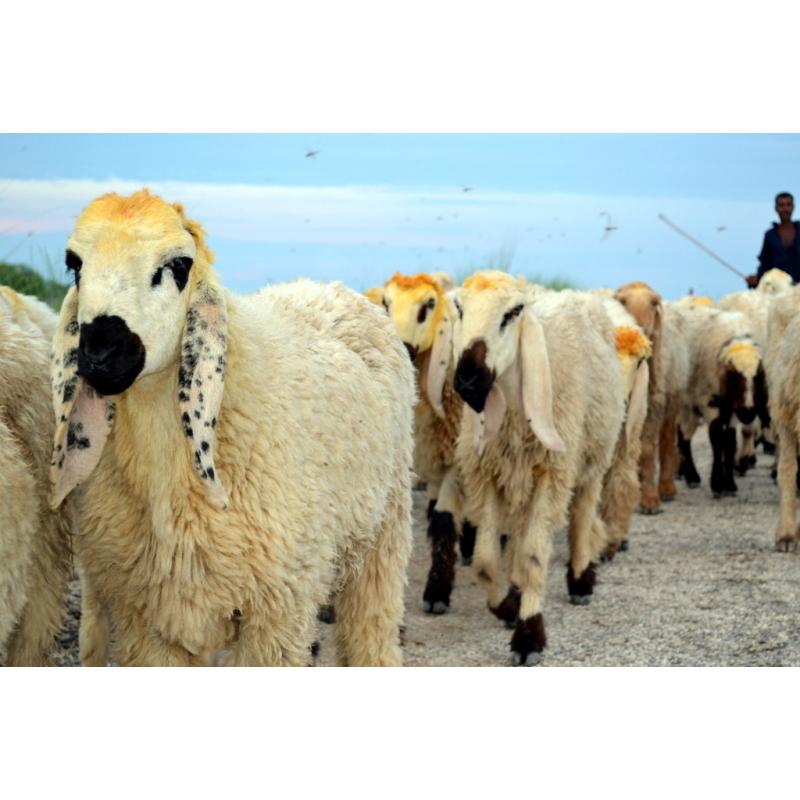 110 - 119 lbs: Qurbani Lamb 2021