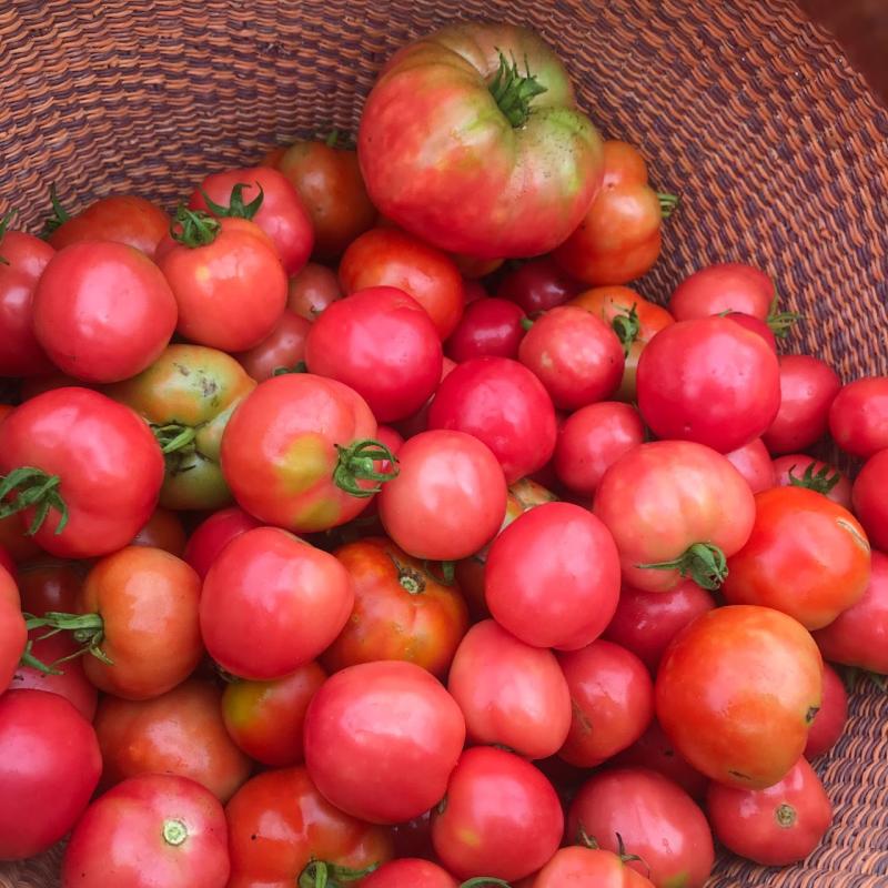 plate de haiti tomato