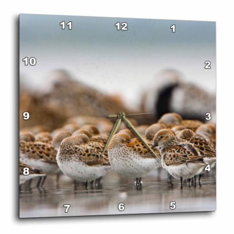 3dRose WA, Bottle Beach, Grays Harbor, Western Sandpiper birds - US48 GLU0122 - Gary Luhm, Wall Clock, 10 by 10-inch