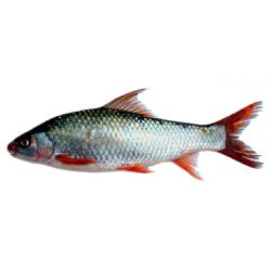 Frozen Marigal Fish up to 9.00lb weight (Cut in to Pices)