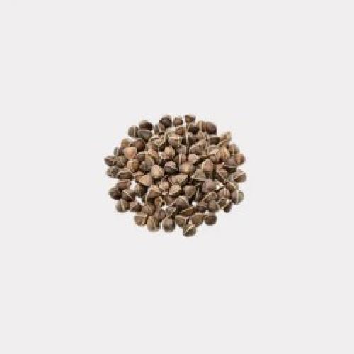 Fresh Moringa Seeds Organically Grown