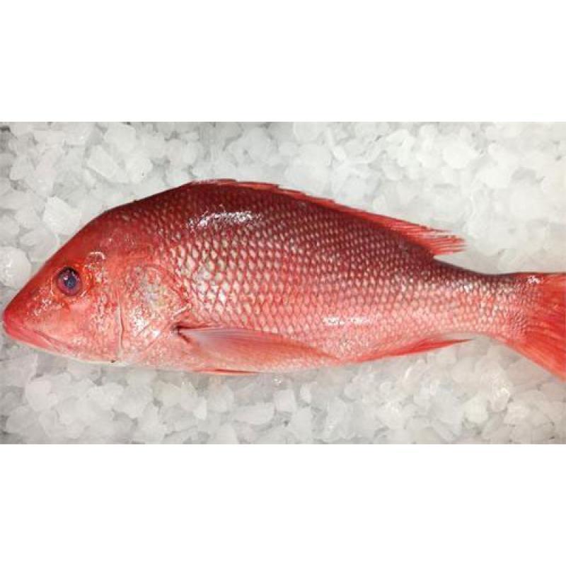 Frozen Red Snapper