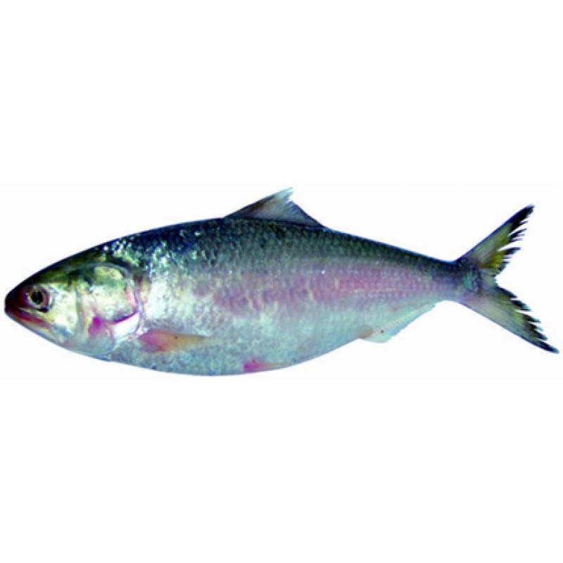 Frozen Hilsa Fish over 3 lb weight (Cut in to Pices)