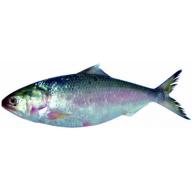 Frozen Hilsa Fish  up to 3 lb weight (Cut in to Pices)
