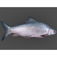 Frozen Marigal Fish up to 9.00lb weight (Cut in to Pices)