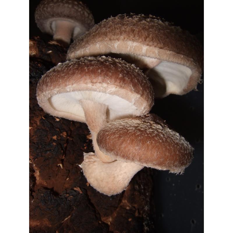 shiitake Mushroom