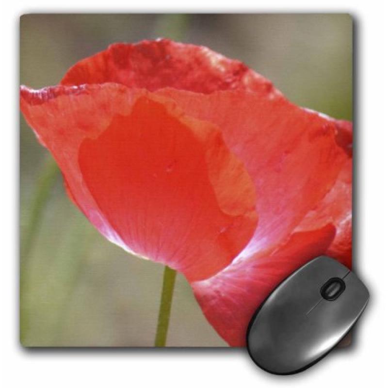 3dRose The Beauty of Red - Poppy Flower - Floral Print, Mouse Pad, 8 by 8 inches