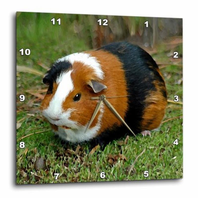 3dRose Guinea Pig, Wall Clock, 10 by 10-inch