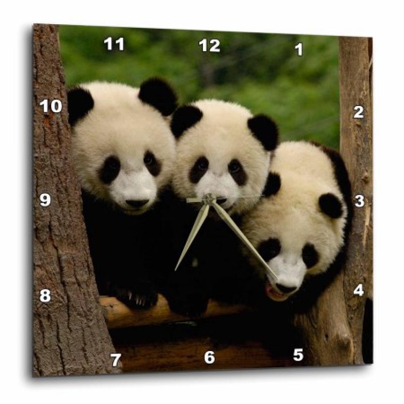 3dRose Giant panda bears, Wolong China Conservation, CHINA-AS07 POX0378 - Pete Oxford, Wall Clock, 10 by 10-inch