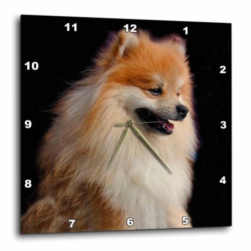 3dRose Pomeranian portrait, Wall Clock, 13 by 13-inch