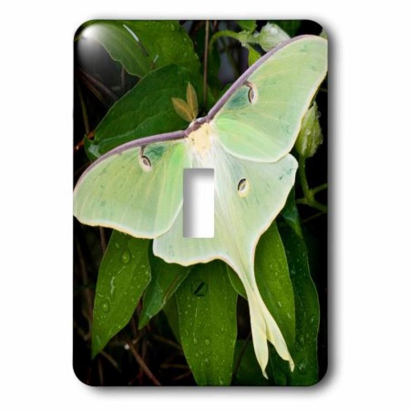 3dRose Luna Moth on Carnaby Clematis, Clematis sp, Marion Co. IL, Single Toggle Switch