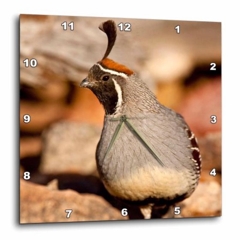 3dRose Male Gambels Quail, bird, SE Arizona - NA02 DNO0640 - David Northcott, Wall Clock, 13 by 13-inch