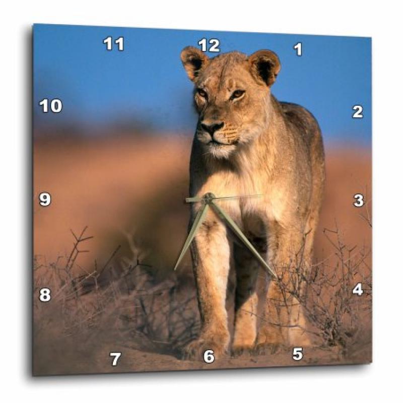 3dRose Portrait of Lioness, Panthera leo., Wall Clock, 13 by 13-inch