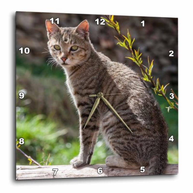 3dRose Portrait of a domesticated house cat, Bhutan., Wall Clock, 13 by 13-inch