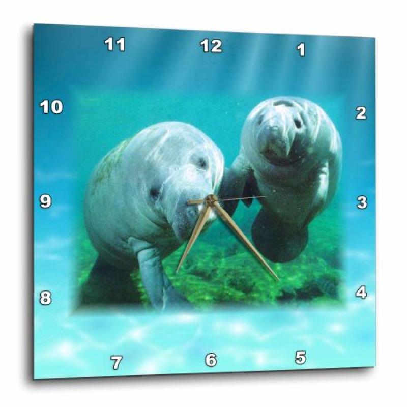 3dRose 2 Manatees looking At You, Wall Clock, 15 by 15-inch