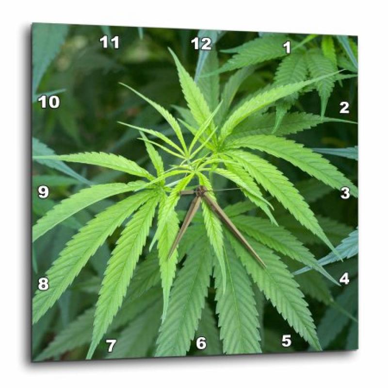 3dRose Close-up view of marijuana plant, Malkerns, Swaziland., Wall Clock, 10 by 10-inch