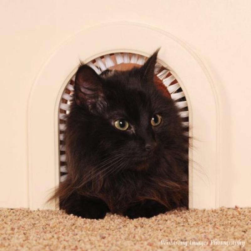 Cat-Hole Pet Door Cat Furniture