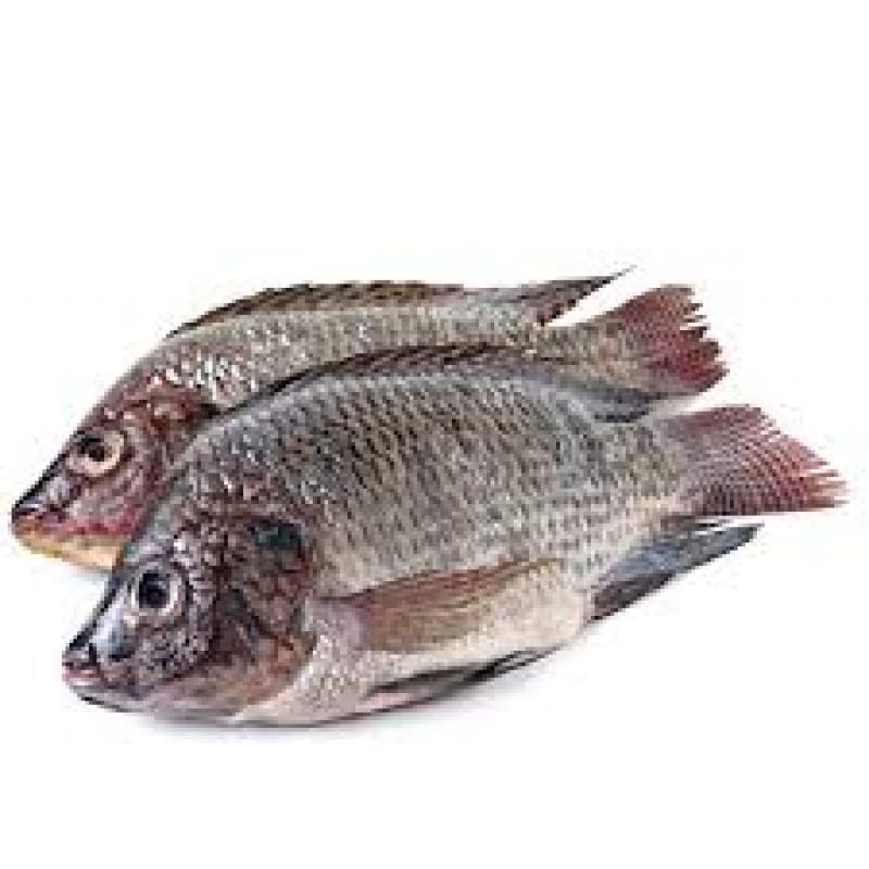 Talipia fish whole
