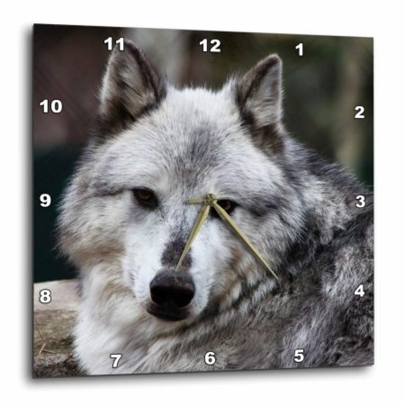 3dRose Gray Wolf looking straight at you, Wall Clock, 13 by 13-inch