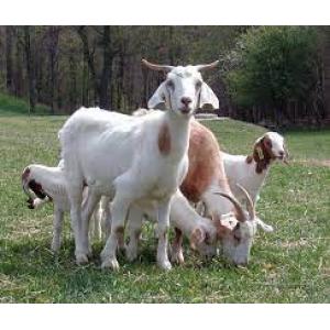 Halal Meat Live Goat