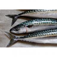 Mackerel